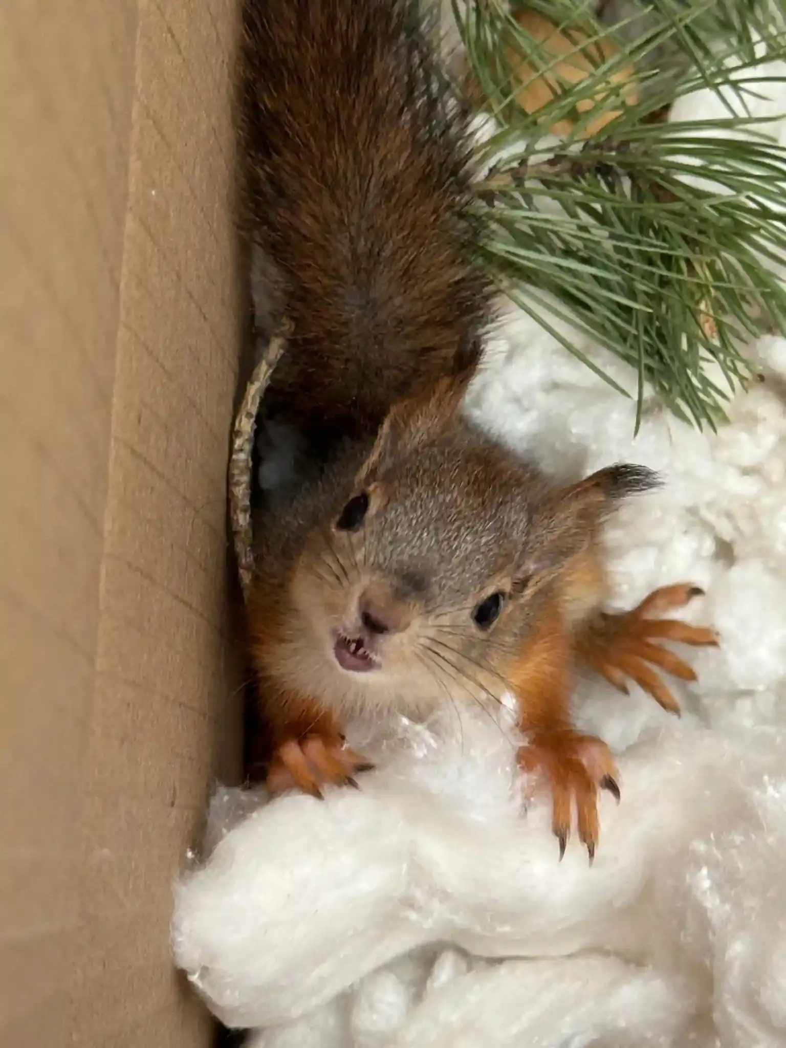 Собственный эргопарк в Клиническом Институте Мозга